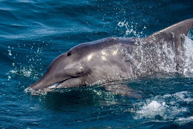 Catamaran Sailing Tour or Whale Watching at Boa Vista - The price: is $84.92 fair value?