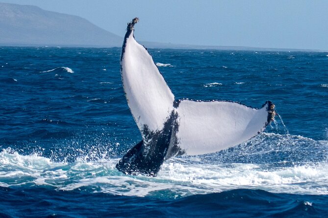 Catamaran Sailing Tour or Whale Watching at Boa Vista - Who will enjoy this Boa Vista sailing trip most?
