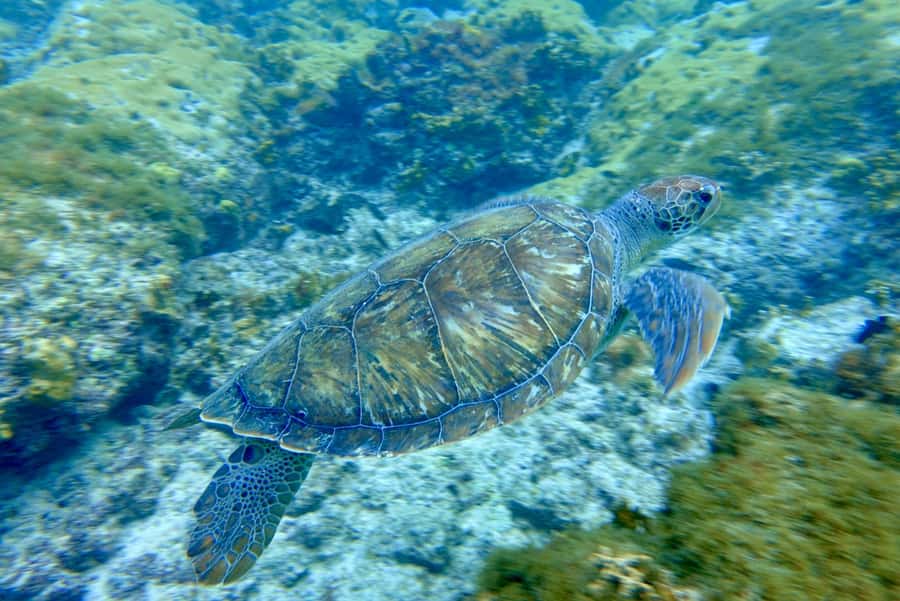 Discover Scuba Diving for beginners - Key points about this Sal scuba session
