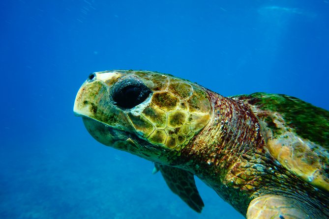 Discover Scuba Diving in Sal - Key points to know before booking
