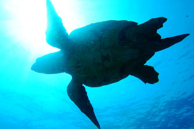 Discover Scuba Diving in Sal - What the Atlantic session is really like