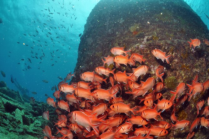 Discover Scuba Diving in Sal - Pickup, timing, and the shape of your day