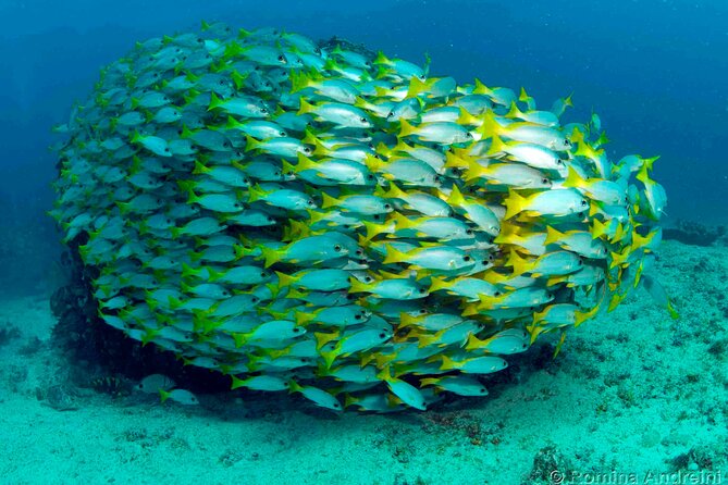 Discover Scuba Diving in Sal - What the strongest praise tells you