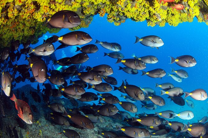 Discover Scuba Diving in Sal - From Bikini Beach practice to the Atlantic