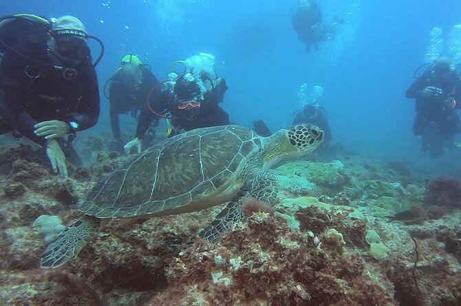 Double Diving in Sal Island - Half Day - Why the seven-person limit matters