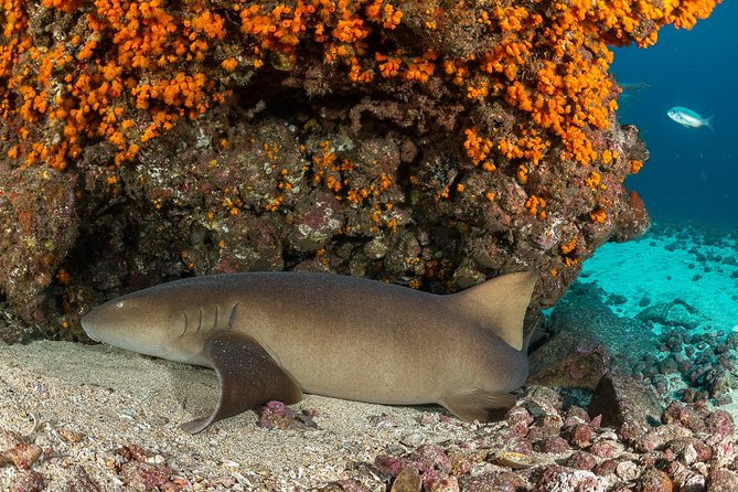 Double Diving in Sal Island - Half Day - Equipment costs and the real price