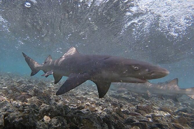 Experience on Sal Island with native and certified guide (including sharks) - Buracona and the Blue Eye
