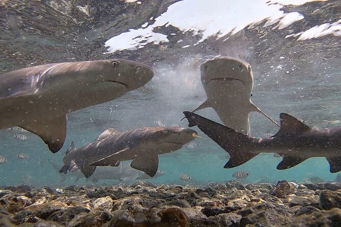 Experience on Sal Island with native and certified guide (including sharks) - The Mirage, Santa Maria, and Espargos
