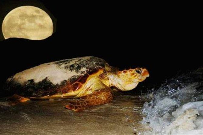 Experience with sea turtles in Boavista - Why Boavista matters to Caretta turtles