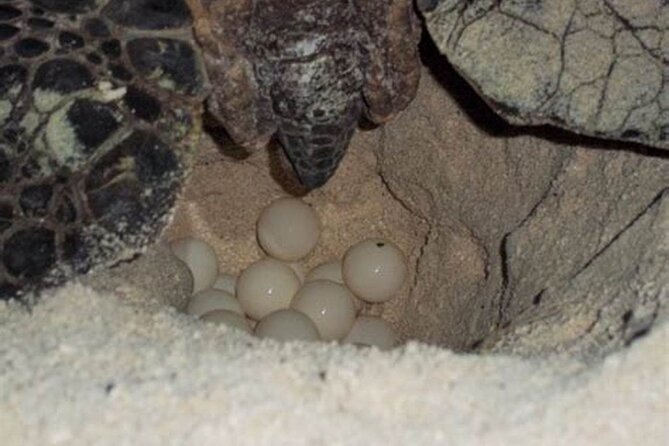 Experience with sea turtles in Boavista - Is $69.30 a fair price?