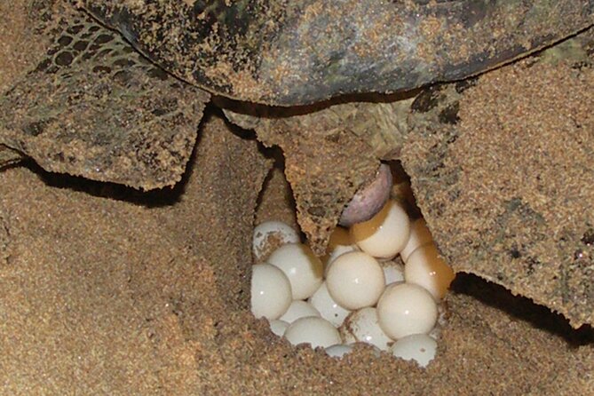 Experience with sea turtles in Boavista - The value of a group capped at eight