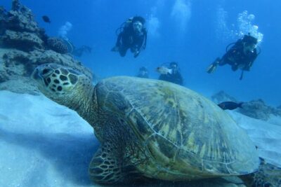 First Diving Experience Try Dive