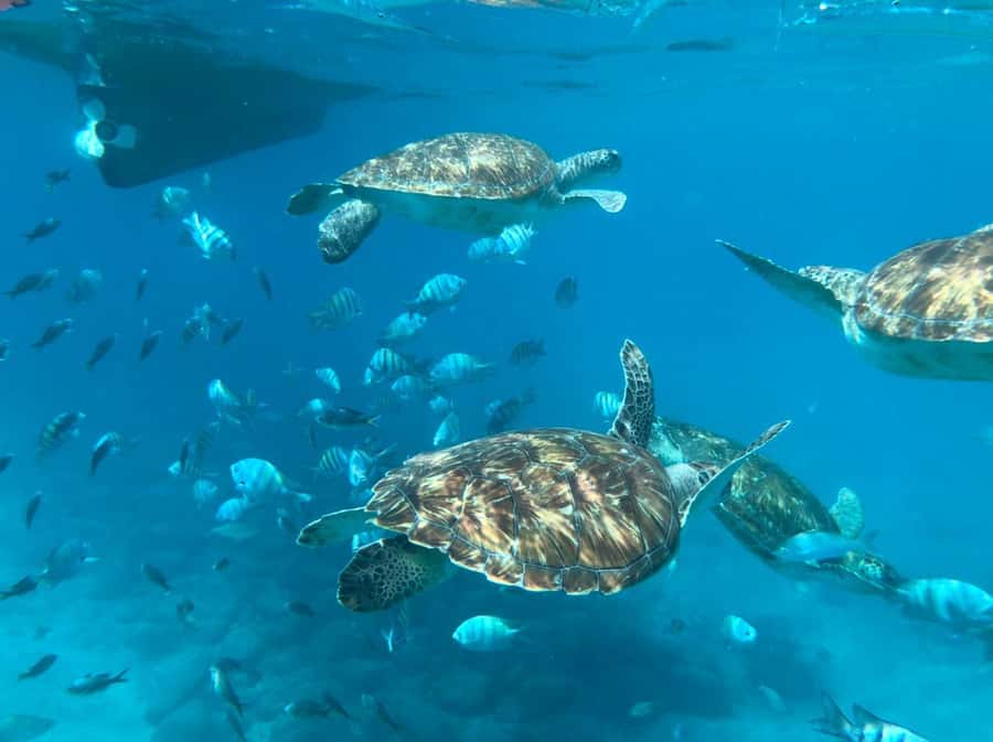 From Mindelo: São Vicente's Enchanting Sea Turtle Snorkeling - Key points to know before you go