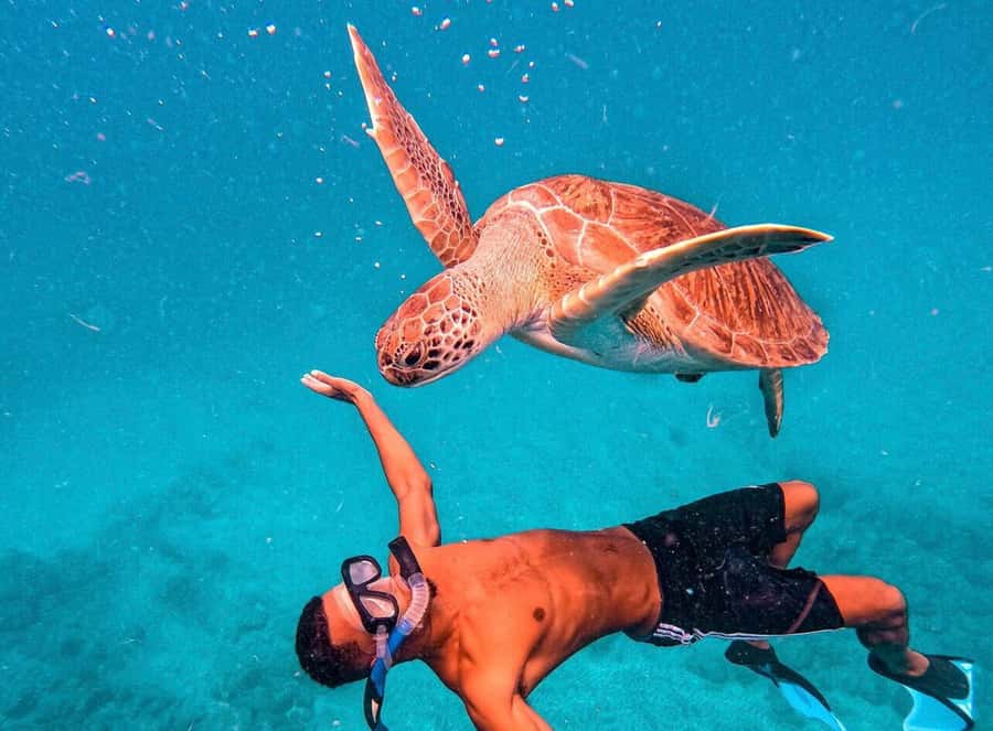 From Mindelo: São Vicente's Enchanting Sea Turtle Snorkeling - Why São Pedro is the right place for a turtle encounter