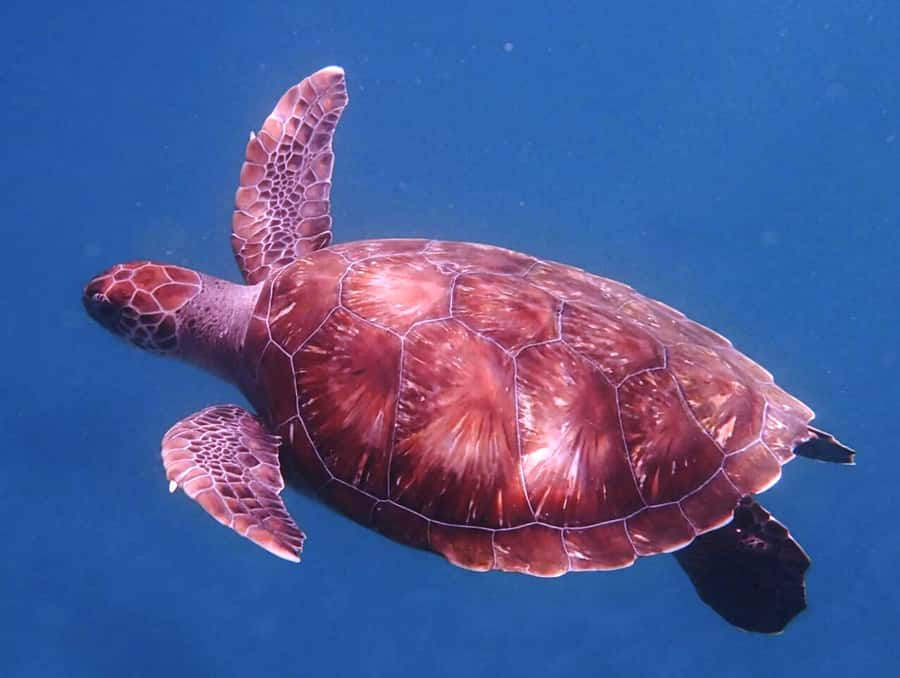 From Mindelo: São Vicente's Enchanting Sea Turtle Snorkeling - Arriving in São Pedro and meeting the guide