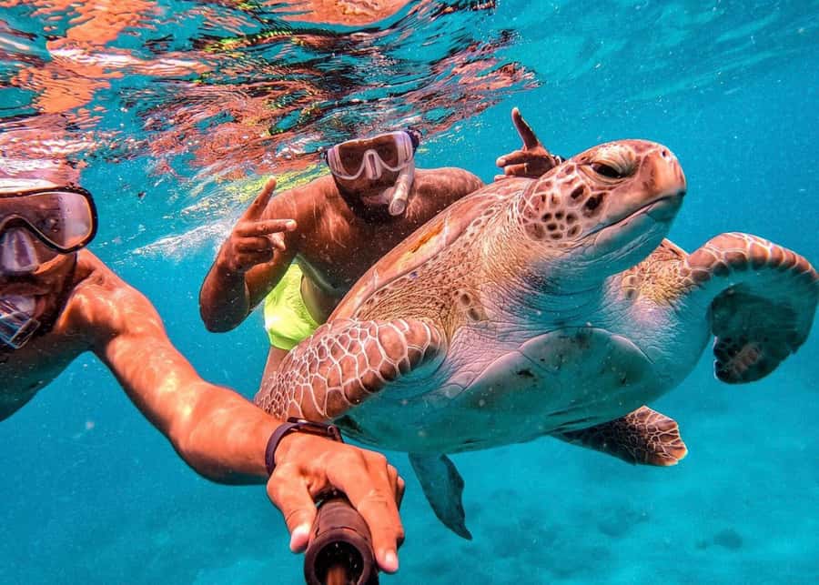From Mindelo: São Vicente's Enchanting Sea Turtle Snorkeling - Pickup from Mindelo keeps the outing simple