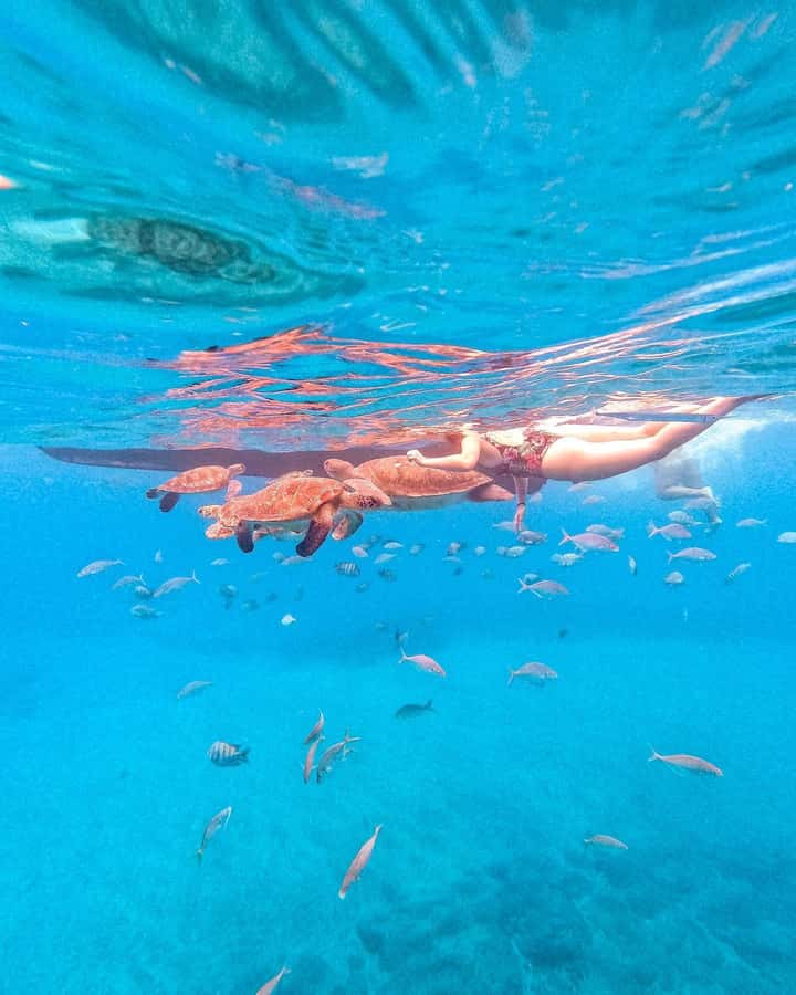 From Mindelo: Snorkel and Swim with Sea Turtles - Key points to know before booking