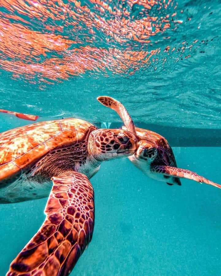 From Mindelo: Snorkel and Swim with Sea Turtles - Practical tips for a smoother outing