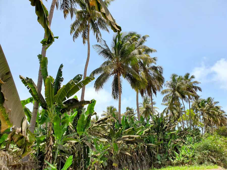 From Praia: Banana Plantation Tour and Cuscuz Workshop - Key points to know before booking