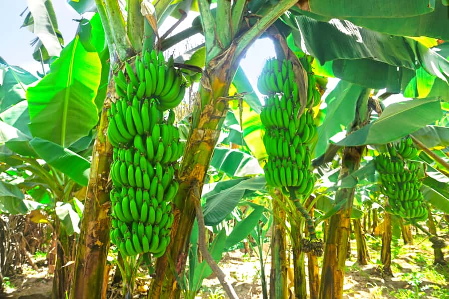 From Praia: Banana Plantation Tour and Cuscuz Workshop - From Praia to Santa Cruz by road