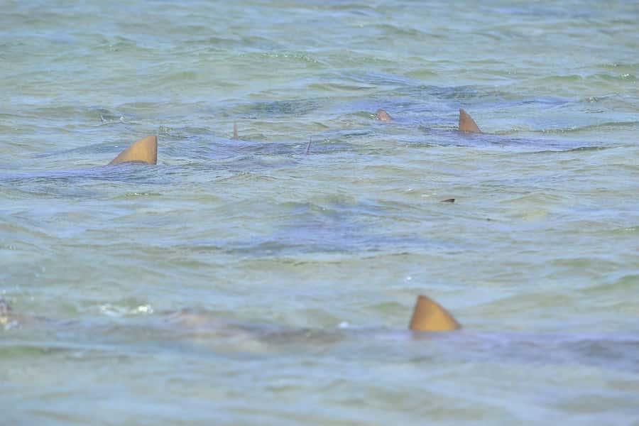 From Sal Island: Blue Eye, Salt Lake, Lemon Sharks, Palmeira - Pedra de Lume: floating in an old salt mine