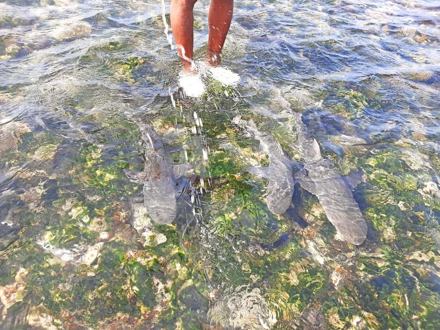 From Santa Maria: Natural Pools & Shark Bay Private Day Trip - Key points to know before booking