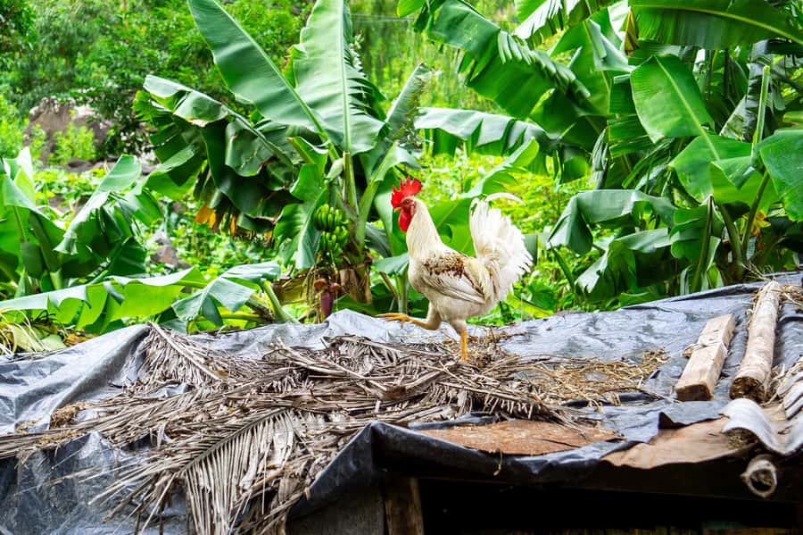 From Tarrafal: Serra to Principal Hike & Lunch with locals - A home-cooked lunch with Mama