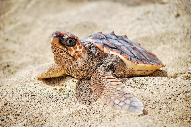 Full Day Sal Island Tour in Santa Maria - Espargos and the €12 lunch option