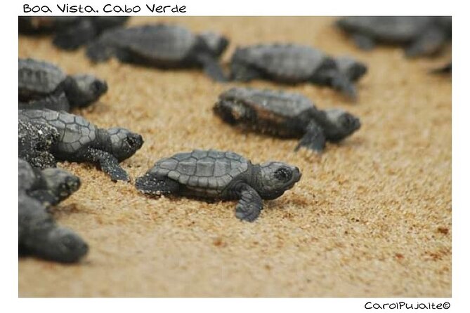 Guided turtle tour in a group in Boa Vista - Why this Boa Vista turtle outing feels special