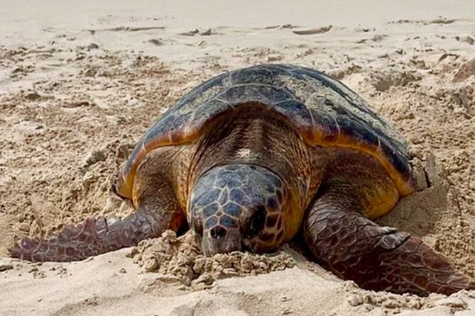 Guided turtle tour in a group in Boa Vista - About two hours watching turtles at Ervatão