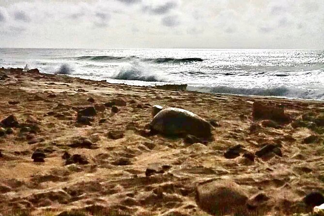 Guided turtle tour in a group in Boa Vista - Photos, patience, and respectful wildlife watching