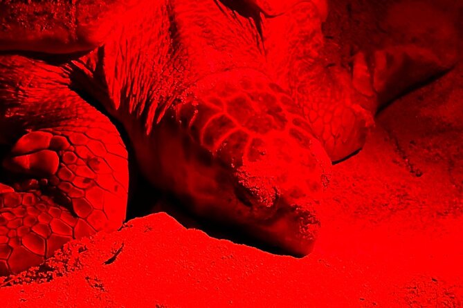 Guided turtle tour in a group in Boa Vista - How much value do you get for $104.68?