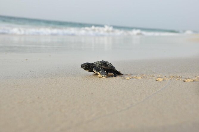 Guided turtle tour in a group in Boa Vista - Who will enjoy this experience most?