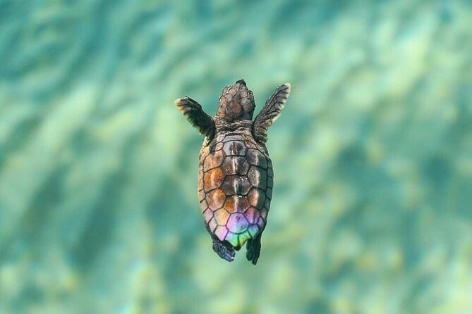 Guided turtle tour in a group in Boa Vista - Timing, fitness, and cancellation details
