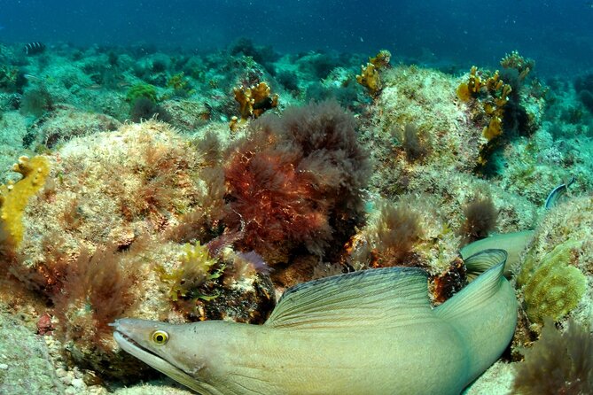 Half-Day Diving in Sal - Small Groups, With One Important Clarification