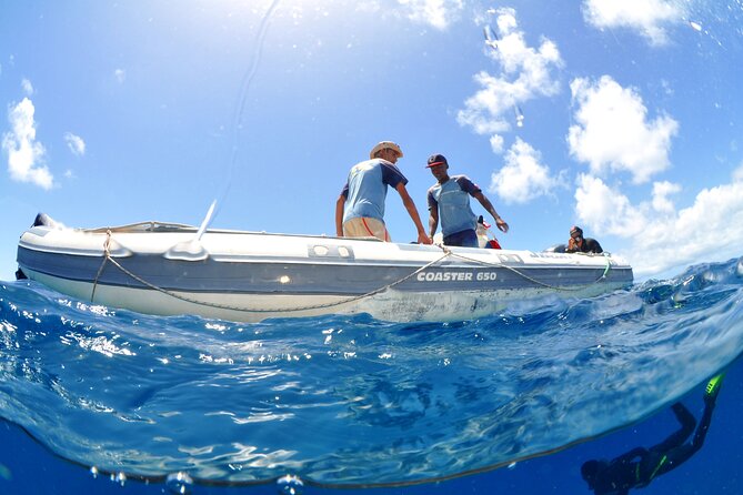 Half-Day Diving in Sal - Is $109.34 a Fair Price?