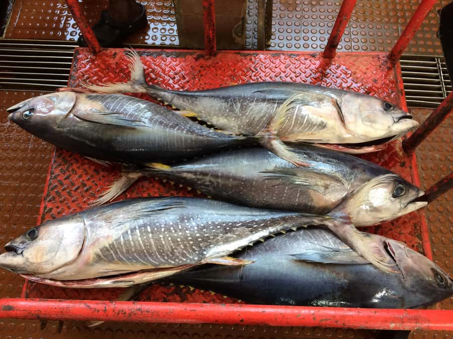 Half Day Island Tour, Best of São Vicente, Highlights - Baía das Gatas and the clear lagoon