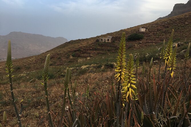 Hike Monte Verde, Natural Park, São Vicente, 3h +/- (roundtrip) - Is $70.47 a fair price?