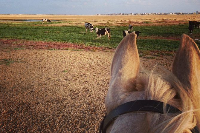 Horse Riding in Sal Island - Cabo Verde - What the ride feels like on the beach