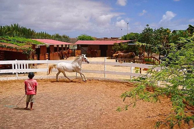 Horse Riding in Sal Island - Cabo Verde - Is $60.25 good value?