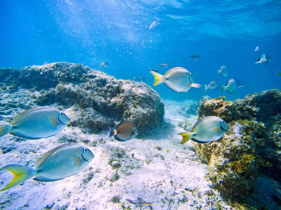 Ilha Do Sal: Snorkeling with Local Guide - Key points to know before booking