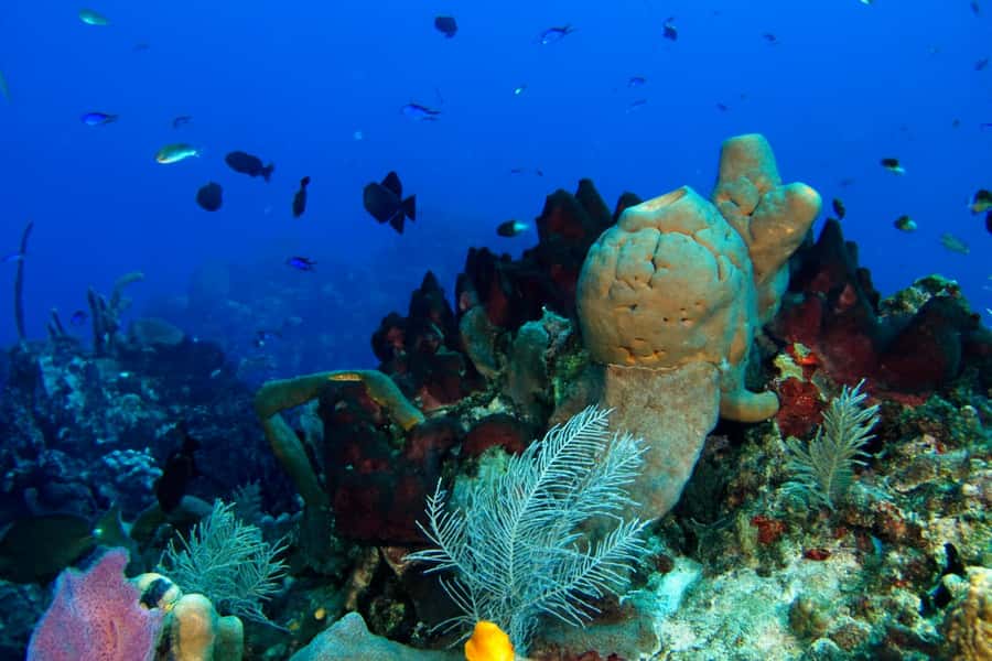 Ilha Do Sal: Snorkeling with Local Guide - Starting in Santa Maria with a short safety briefing