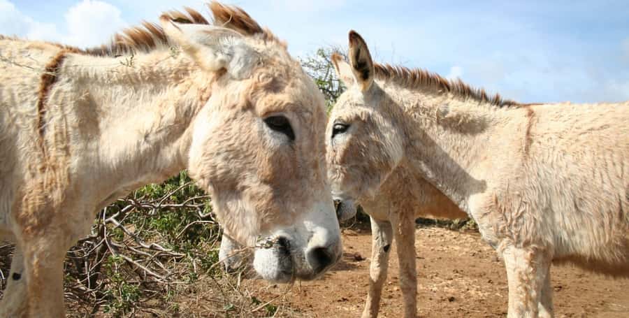 Island tour & cattle & Taste local flavors - Who should book this experience?