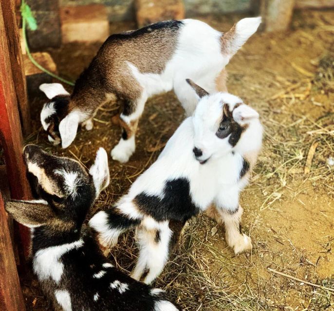 Island tour & cattle & Taste local flavors - Bofarreira: the farm visit and goat cheese
