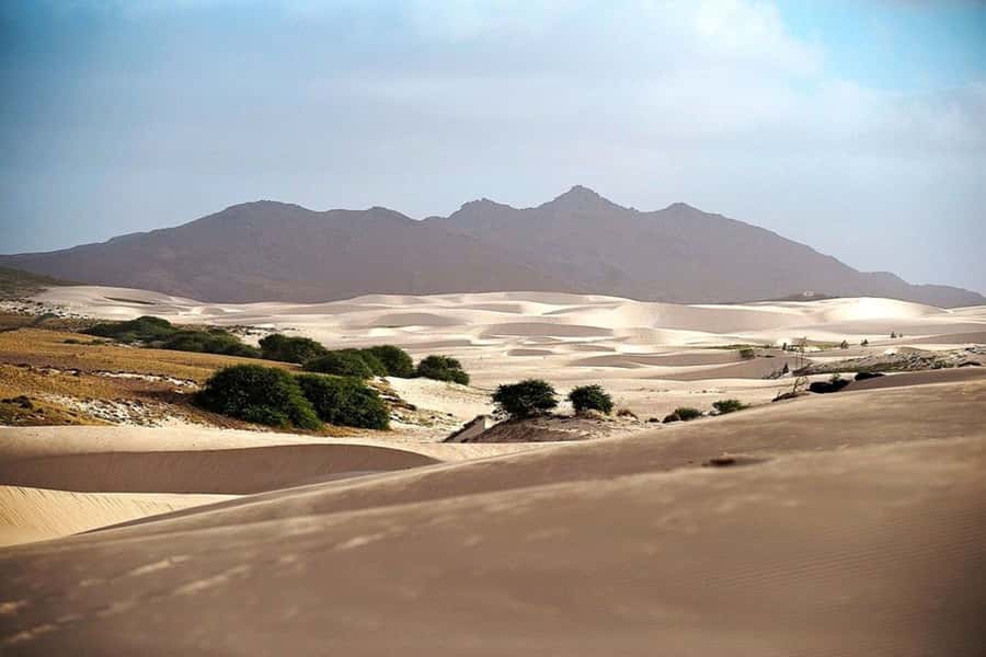 Island tour & cattle & Taste local flavors - The sea museum and Boa Vista’s marine life
