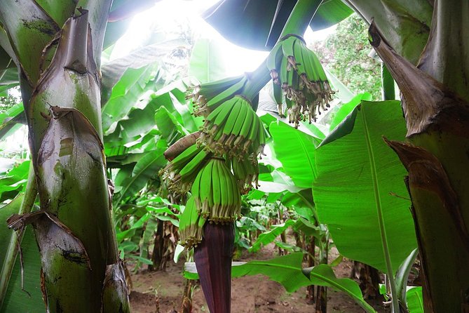 Like Locals: Banana Plantation, and Cuscuz with locals - From Praia to Santa Cruz by morning