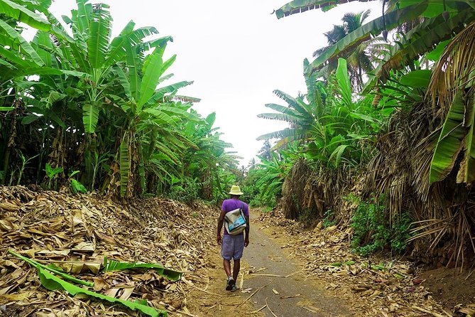 Like Locals: Banana Plantation, and Cuscuz with locals - Plant knowledge with a local point of view