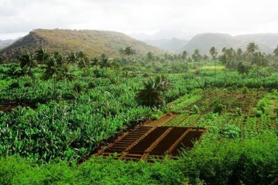Like Locals: Banana Plantation, and Cuscuz with locals