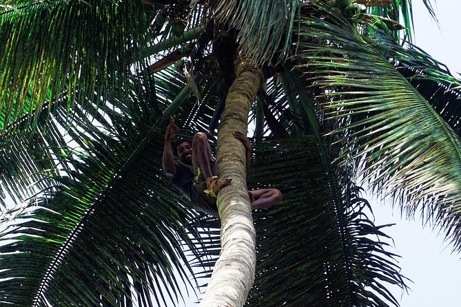 Like Locals: Banana Plantation, and Cuscuz with locals - A local breakfast and the story of Cape Verdean rum