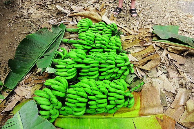 Like Locals: Banana Plantation, and Cuscuz with locals - The scenic return through rocks and valleys